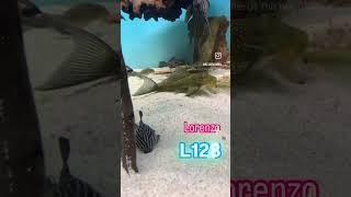 Lorenzo pleco L128 music fish aquarium trending acuarium fishing aquariumfish fishtank tv [upl. by Homer]