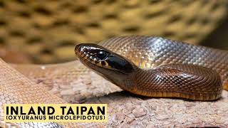 The Inland Taipan Worlds Most Venomous Snake [upl. by Arden54]