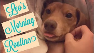 Dachshund morning routine [upl. by Lewan]