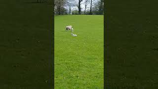 2 baby lambs mid April near Shaw brook Runshaw Lancashire UK wild [upl. by Bixby]