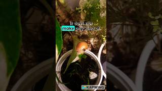 should we keep Snails as a pet in Aquariums [upl. by Karita356]