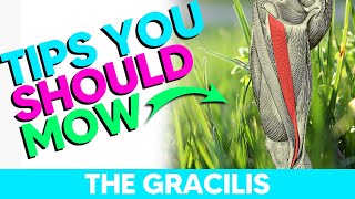 How to Remember the Gracilis Muscle Origin Insertion Action and Innervation [upl. by Kay]