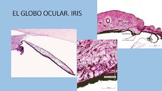 HISTOLOGÍA DEL OJO [upl. by Enilegna971]