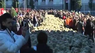 Thousands of Sheep in the Streets of Madrid [upl. by Alhak489]