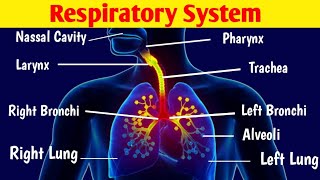 Respiratory System in Urdu Hindi Animation  The Air Passageway  Human Respiratory System [upl. by Sheaff]