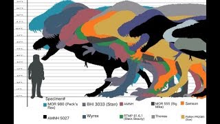 Which Tyrannosaurus Specimens Are Bigger Than Sue [upl. by Chaffin655]