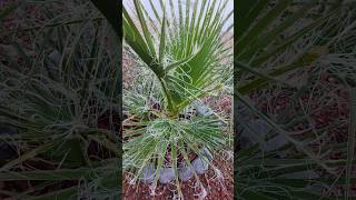 Washingtonia Filifera palms palmtree plants garden viral [upl. by Ojadnama855]