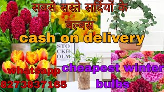 सर्दियों के सबसे सस्ते बल्बस cheapest winter flower bulbs tulip hyacinth daffodils calla lily [upl. by Halle296]