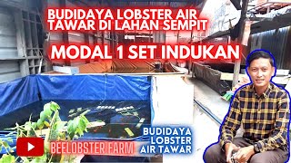 BUDIDAYA LOBSTER AIR TAWAR DIMULAI DENGAN SATU SET INDUKAN [upl. by Nwad]