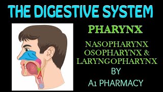 Pharynxnasopharynx oropharynx amp laryngopharynx the digestive system 5 [upl. by Phillipe358]