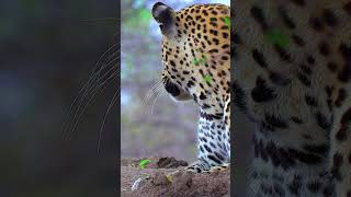 HDR ULTRA HD COLORS shorts shortvideo shortsviral shortsyoutube wildlife animals nature [upl. by Malinin]