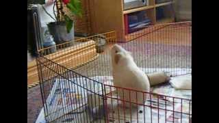 High Jumping Guinea Pig [upl. by Jake]