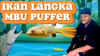 MBU PUFFER BURUAN PARA KOLEKTOR IKAN PASAR IKAN HIAS JATINEGARA [upl. by Silva]