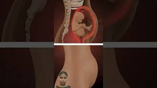 fertilization to child birth weekspregnant baby viralvideo shortvideo nursing nursing [upl. by Asim]