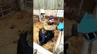 cow mastitis farmlife farm calf cattlefunnysubscribefunnyclips sonu kumar021 [upl. by Eberta]