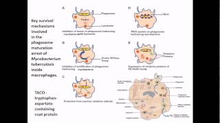 Mycobacterium tuberculosis infection and diseases [upl. by Airogerg800]