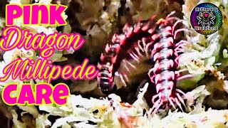 Desmoxytes Planata  THAI PINK DRAGON MILLIPEDE CARE 💗 [upl. by Nonnahc]