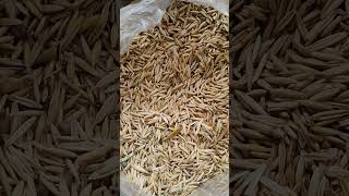 Tulda bamboo seeds farming farm grass grain [upl. by Dyolf]