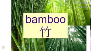 quotBAMBOOquot in Cantonese 竹  Flashcard [upl. by Allemrac]