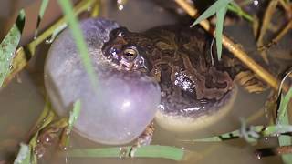 Anfíbios vocalizando  amphibians vocalizing [upl. by Carlie589]