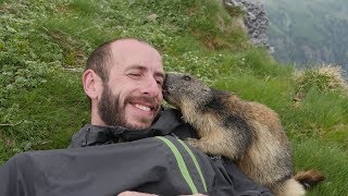 Marmot Attack  Attaque de Marmotte [upl. by Wendie]