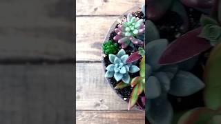 Plastic bottle craft ideas for plants succulents plants succulents gardening [upl. by Labanna980]