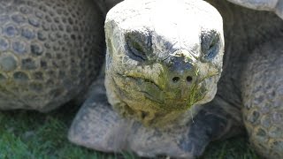 Schildkröten im Frühling [upl. by Wade]