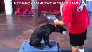 Labrador Retriever  Teach your puppy dog to pick up different objects [upl. by Salkin]