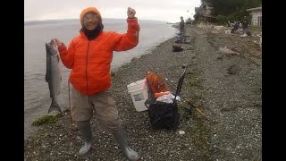 Coho been good size at Possession bait Co Beach SEP 9th to 16th [upl. by Gnilyarg]