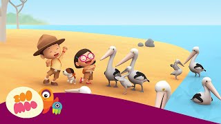 Australian Pelican  Leo the Wildlife Ranger  Cartoon for Kids [upl. by Otina812]