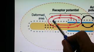 Stimulation of Pacinian corpuscles  Medical Physiology [upl. by Innej425]