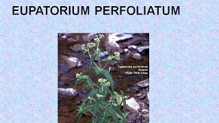 EUPATORIUM PERFOLIATUM  ΑΝΤΙΜΕΤΩΠΙΣΗ ΟΞΕΩΝ ΚΑΤΑΣΤΑΣΕΩΝ ΜΕ ΟΜΟΙΟΠΑΘΗΤΙΚΗ [upl. by Gerry]