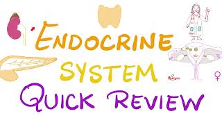 Endocrine System Review  Pituitary Thyroid Parathyroid Adrenal Pancreas Gonads  Biology [upl. by Anival]