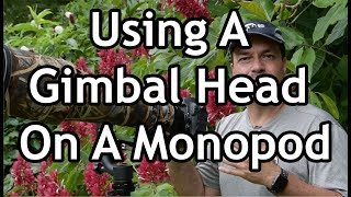 Using A Gimbal Head On A Monopod [upl. by Malin]