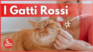 GATTI ROSSI  6 Curiosita sui gatti rossi 😺🧡 [upl. by Annahsohs]