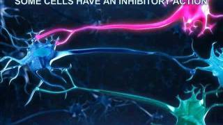 Target Cells  Inhibitory and Stimulatory Neurons [upl. by Ycal74]