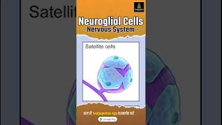 Neuroglia in Hindi  Nervous System  Types  Functions  Structure Neuroglia nervoussystem [upl. by Gilliam124]