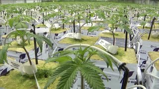 Recreational marijuana amendment fails in Florida [upl. by Aderf20]