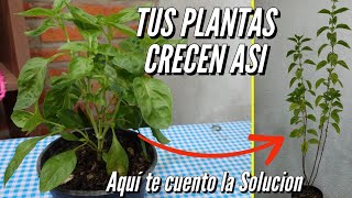 Por que se estiran los tallos de las Plantas  tu Planta solo tiene hojas en las Puntas  SOLUCION [upl. by Alahs]