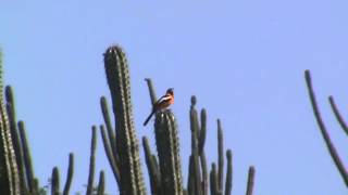 Birds of Venezuela Venezuelan Troupial [upl. by Ayocat]