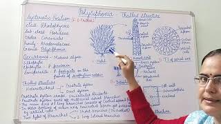 Polysiphonia Thallus Structure BSc Part I Dr Vinod Kumari [upl. by Ever]