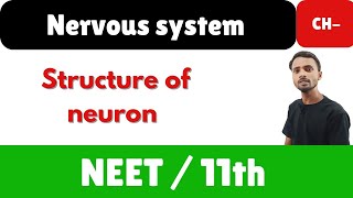 structure of neuron class 12th [upl. by Ard]