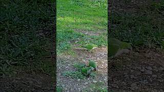 Colourful parrots gathered on a grassy area in Villa Torlonia  p4 [upl. by Jariah]