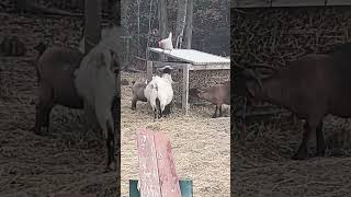 Henrietta trying to get in the goat food❤️ [upl. by Ludeman]