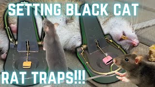 Black Cat Rat Trap setting How to set Black Cat rat traps amp how to bait traps for best results [upl. by Kcirredal]