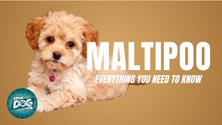 Maltipoo Dog Breed Guide  Dogs 101  Maltipoo [upl. by Ogren]