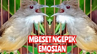 Pancingan Cucak Jenggot Gacor Full MBeset Ngepik Kasar [upl. by Yneffit646]