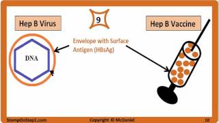 Viral Hepatitis Hepatitis A Hepatitis B Hepatitis C HBsAg HBeAg Vaccine HCV HBV HBsAb [upl. by Nealey]