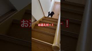 黒トイプードルのお迎え…！？ 黒トイプードル 可愛い 社長の日常 リアル 犬のいる生活 社長シリーズ 癒し 社長 puppy [upl. by Frasco]