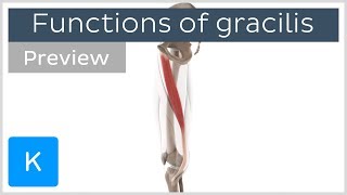 Functions of the gracilis muscle 3D preview  Human Anatomy  Kenhub [upl. by Hibbitts274]